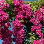 ¿Cómo elegir un rosal liana?