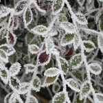 ¿Cómo mejorar la rusticidad de las plantas?