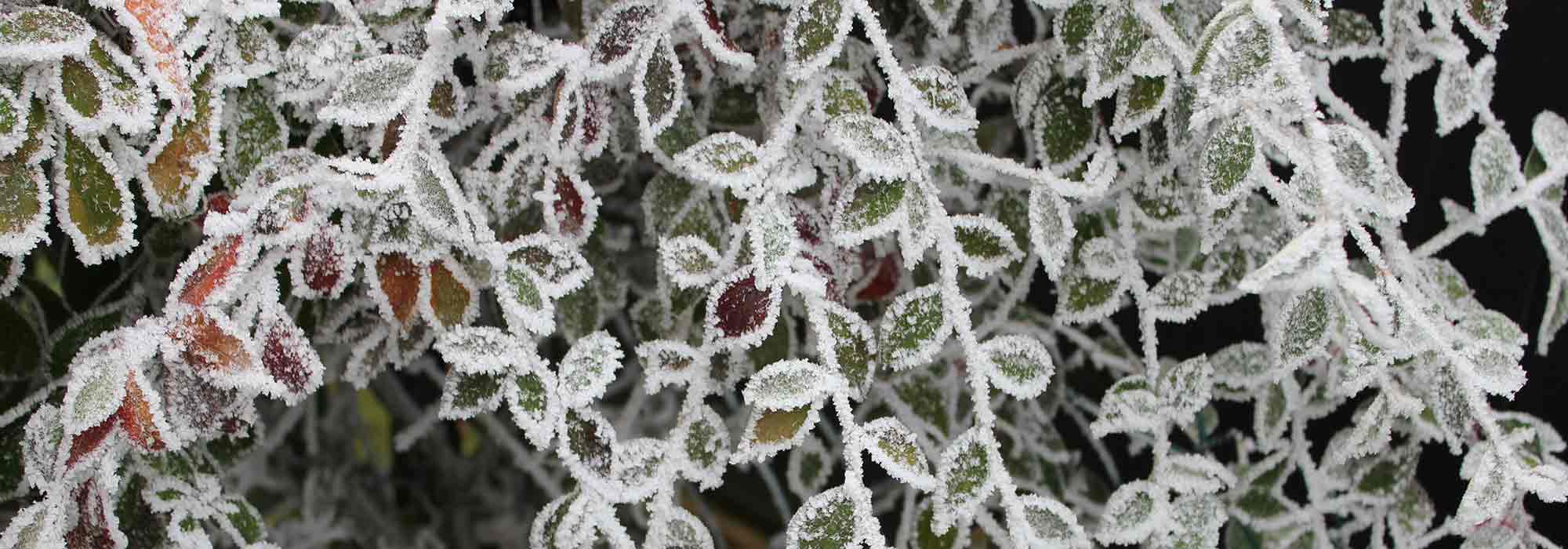 ¿Cómo mejorar la rusticidad de las plantas?