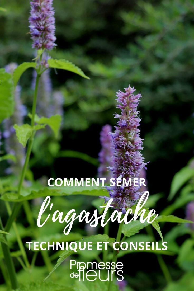 tutorial de siembra de agastache
