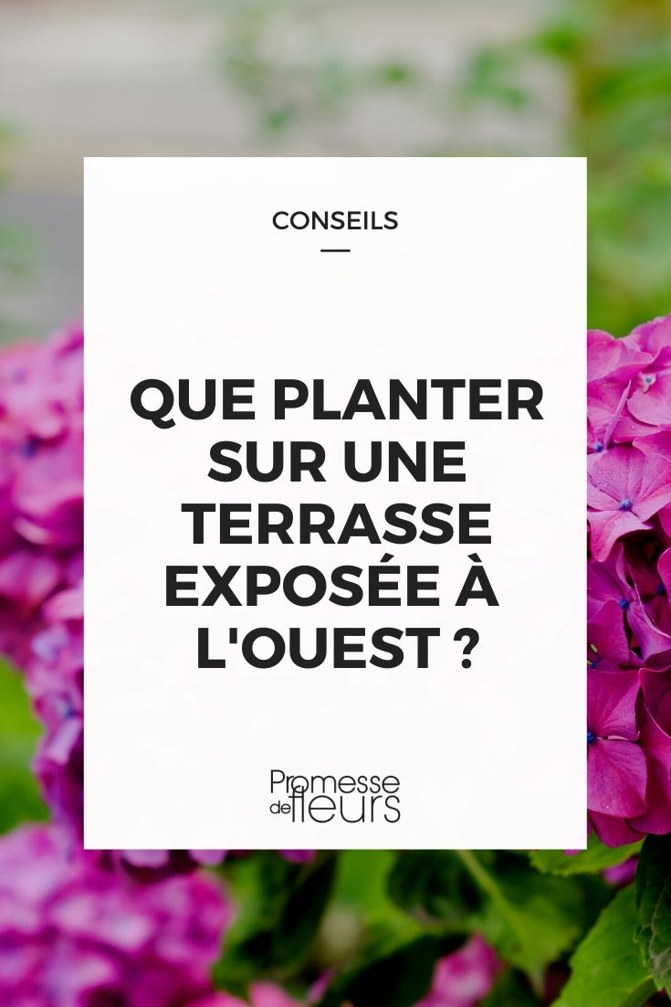 ¿Qué plantar en una terraza orientada al oeste?