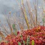 Crear una turbera en el jardín