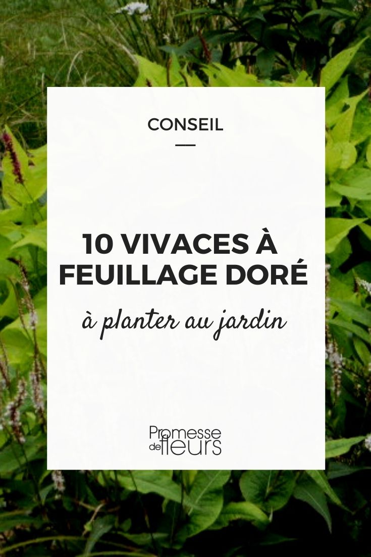 vivaces de follaje amarillo