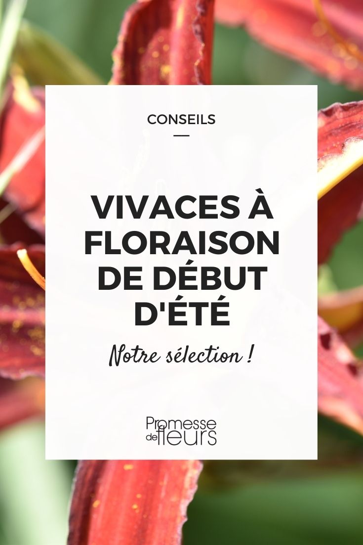 10 plantas perennes con floración a principios de verano