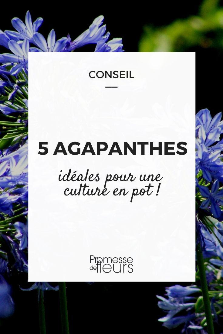 5 agapantos para cultivar en maceta