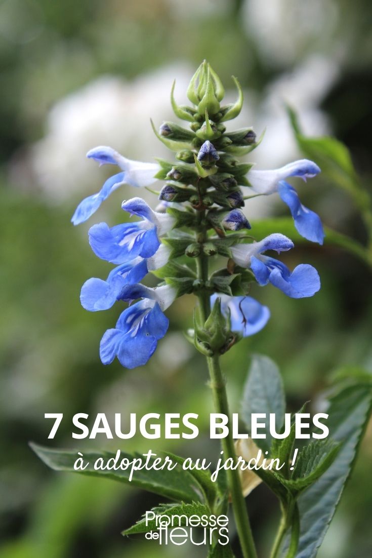 Selección de salvias azules