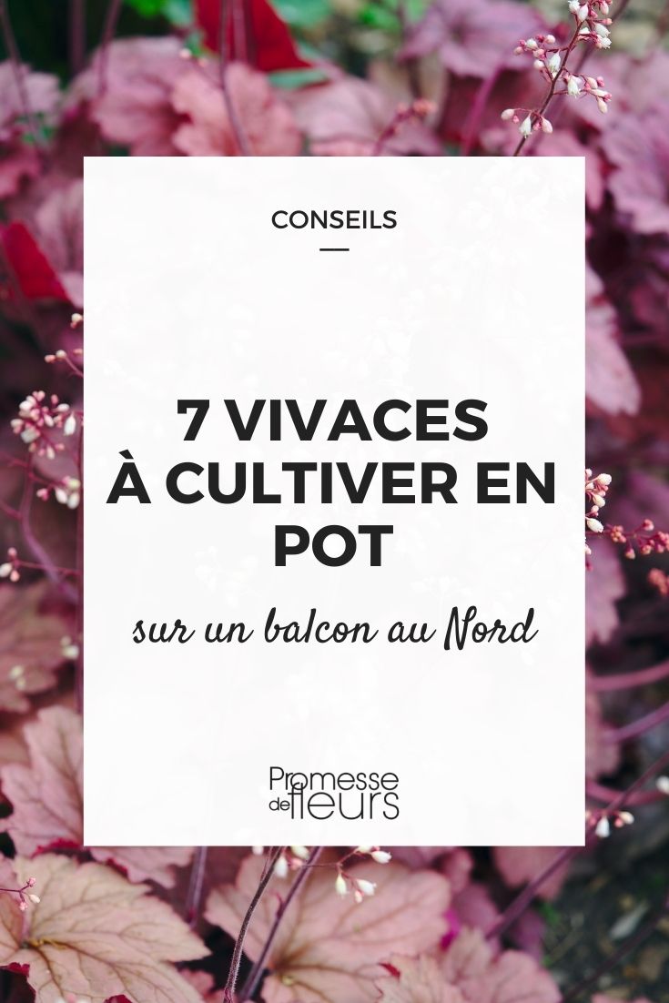 Vivaces en maceta en un balcón orientado al norte