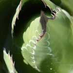 Magueyes: las variedades más resistentes