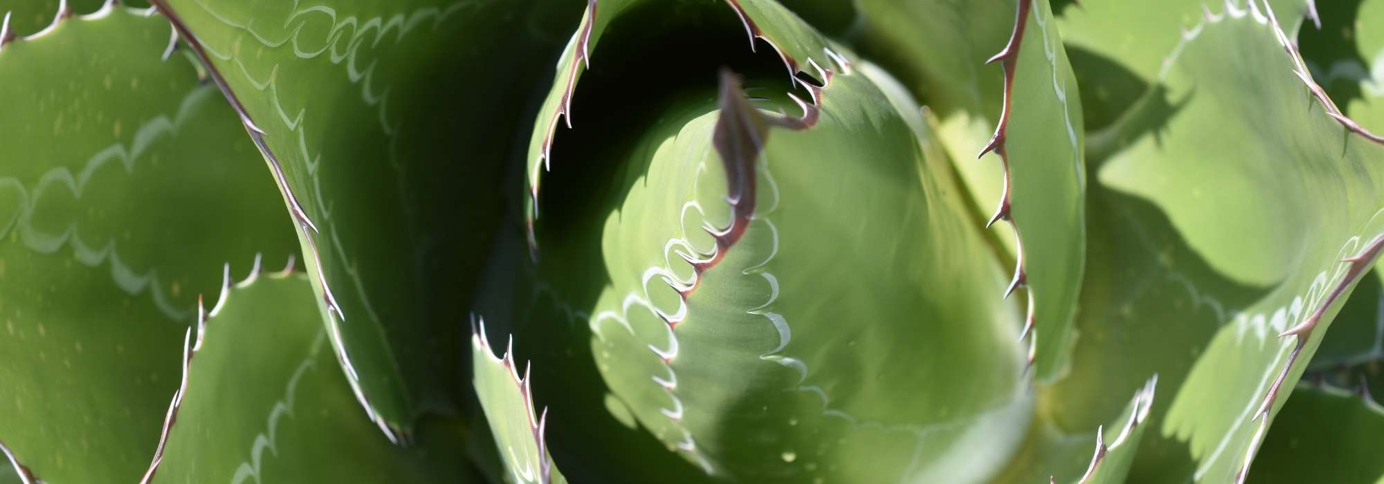 Magueyes: las variedades más resistentes