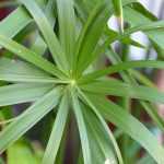 Hacer un esqueje de papiro