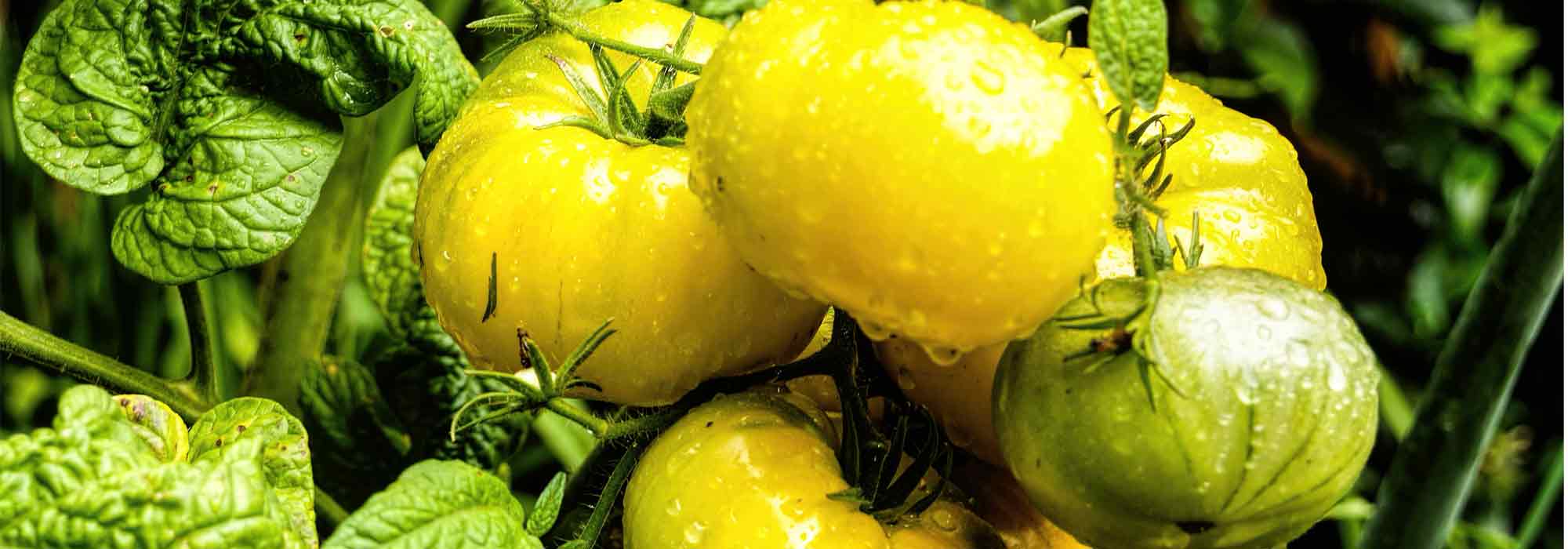 ¿Cómo crear una variedad de tomate?