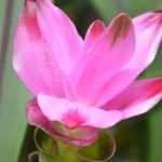 La cúrcuma: plantación, cosecha, beneficios