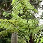 Cyathea: plantar, cultivar y cuidar