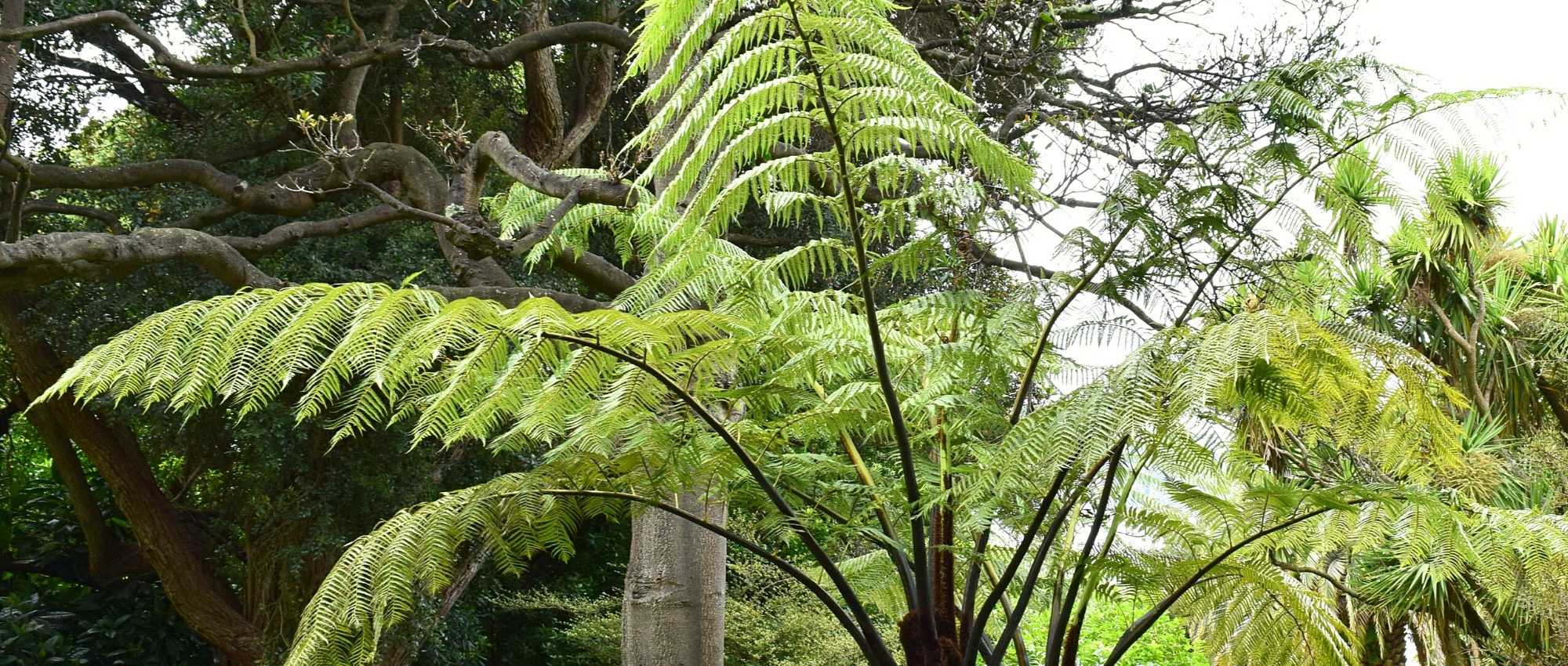 Cyathea: plantar, cultivar y cuidar