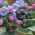 Mertensia maritima: siembra, cultivo, cosecha