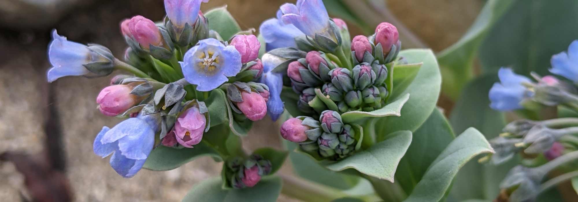 Mertensia maritima: siembra, cultivo, cosecha
