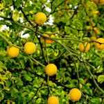 Poncirus: plantar, cuidar y recolectar los frutos
