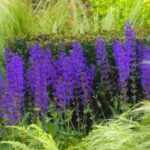 ¿Cómo hacer un esqueje de salvia de bosque?