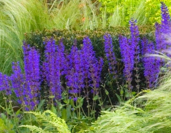 ¿Cómo hacer un esqueje de salvia de bosque?