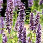 ¿Cómo cultivar Agastache en macetas?