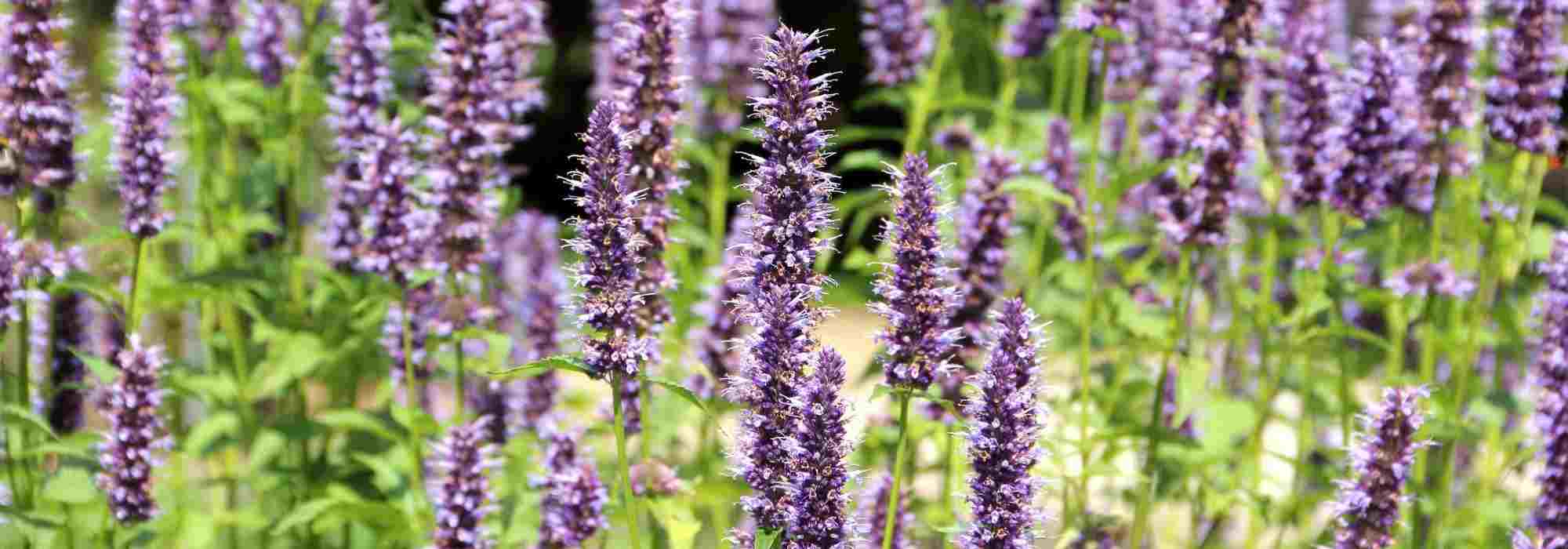 ¿Cómo cultivar Agastache en macetas?