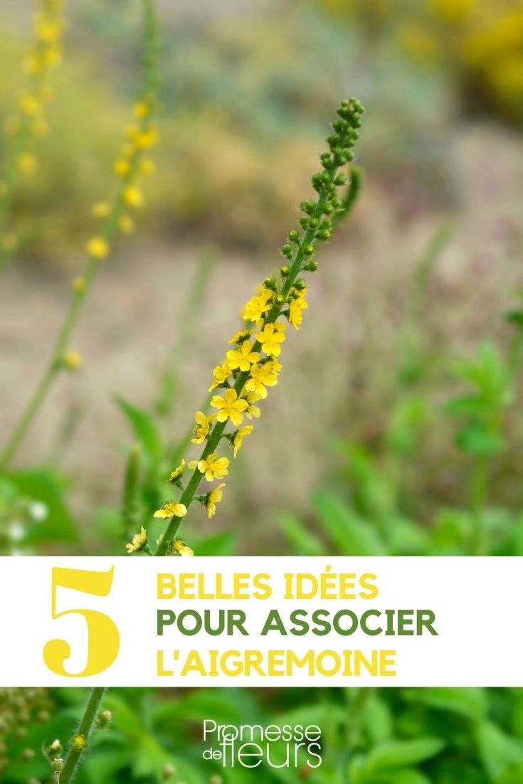 agrimonia, asociación
