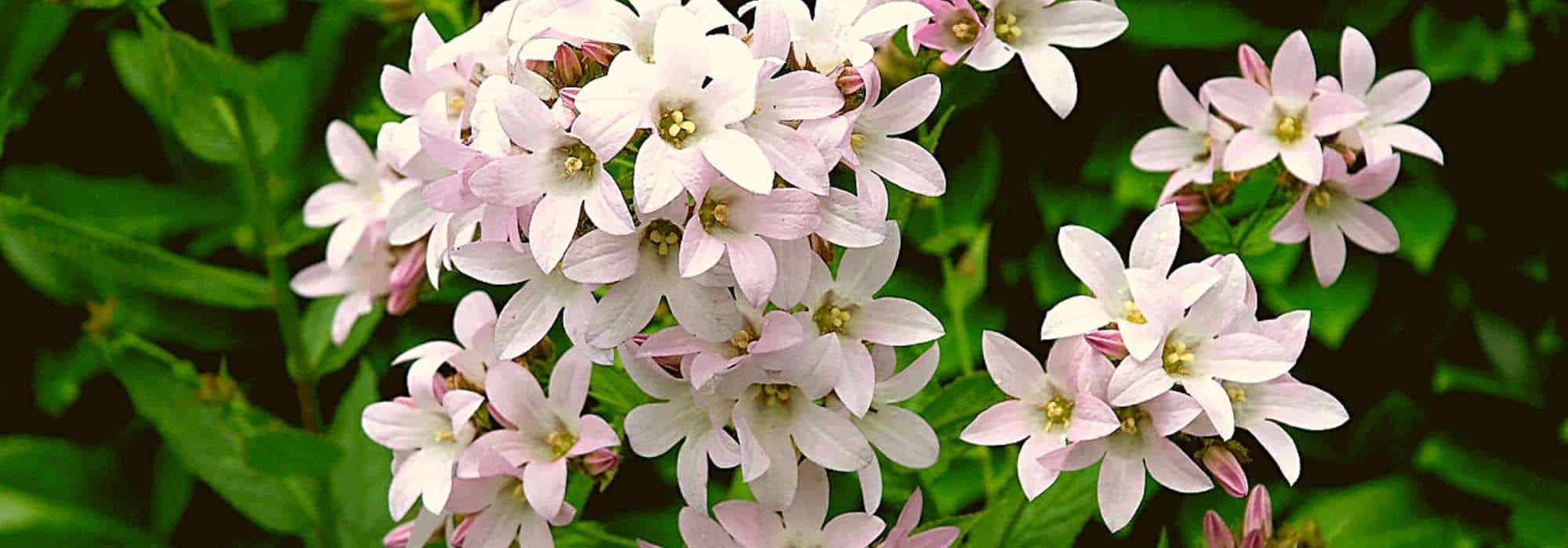 Campanillas de flores rosas