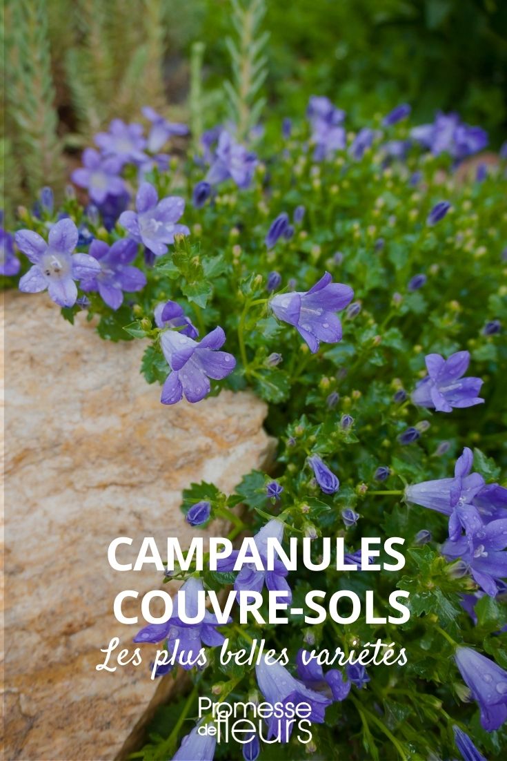 campanulas cubresuelos