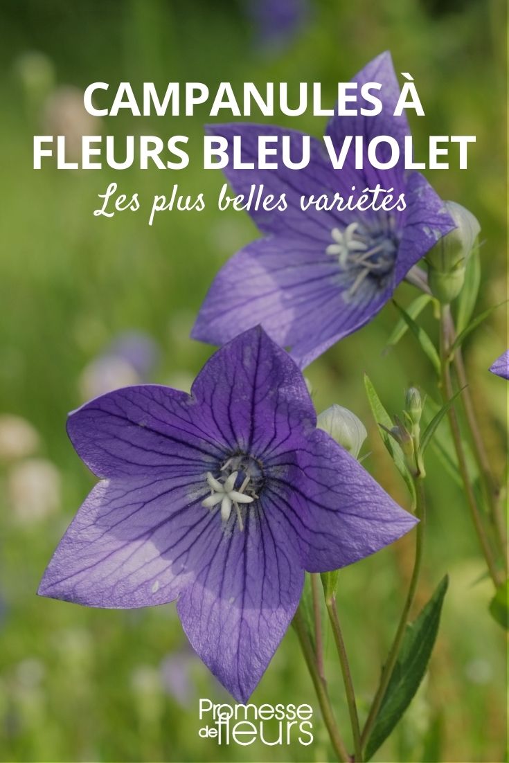 Campanula azul violeta: nuestras 6 variedades favoritas
