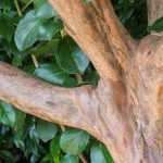 ¿Cómo formar un árbol multitronco?