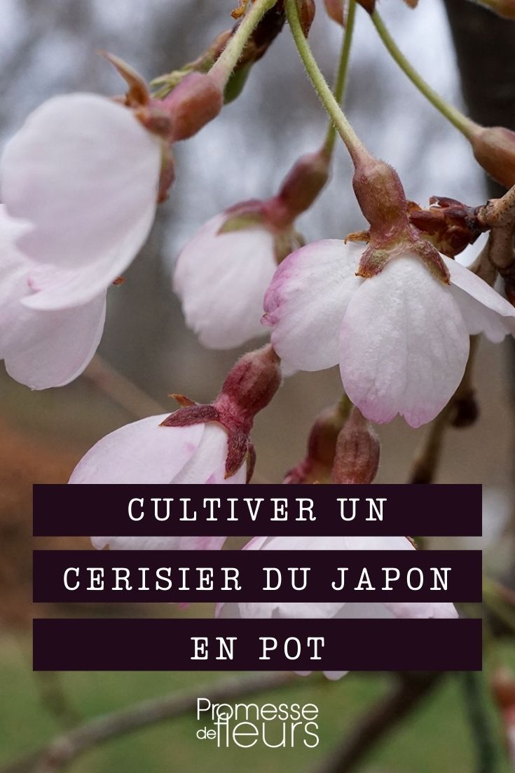 Cultivar un cerezo japonés en maceta