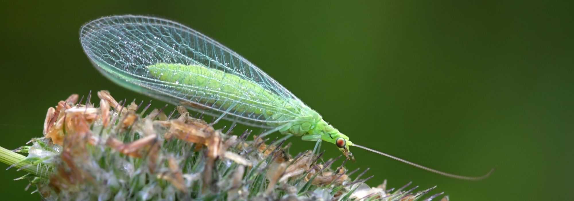 La crisopa, un insecto verde útil en el jardín