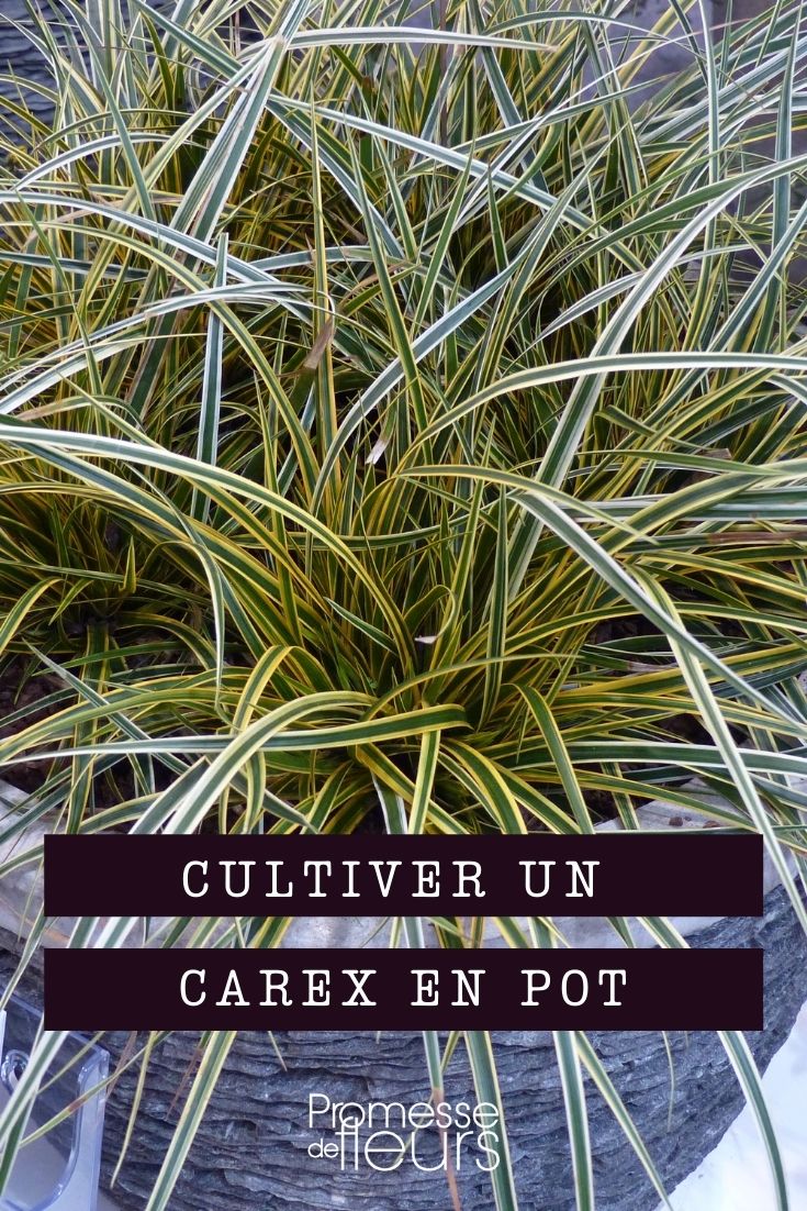 cultivo y cuidado de los carex en maceta
