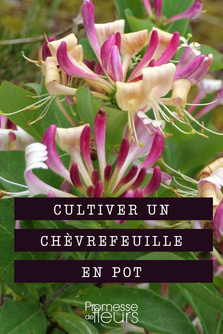 cultivar una madreselva en maceta