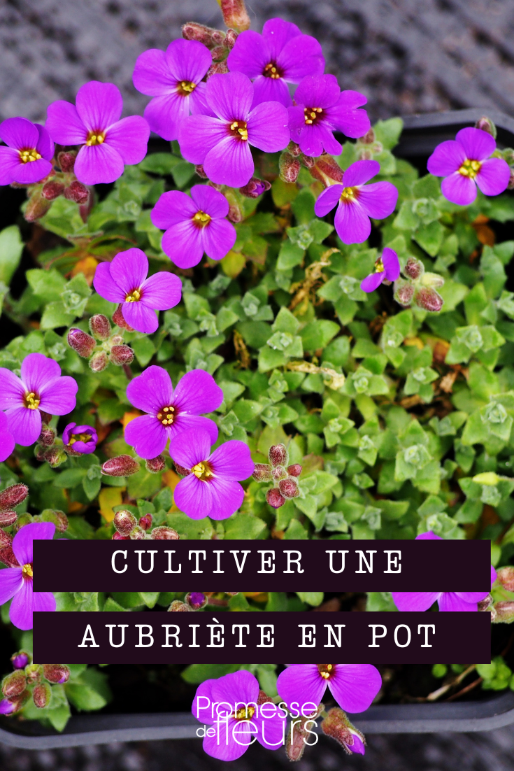 sembrar y plantar una aubrieta en maceta