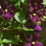 Planta trepadora: los diferentes sistemas de sujeción