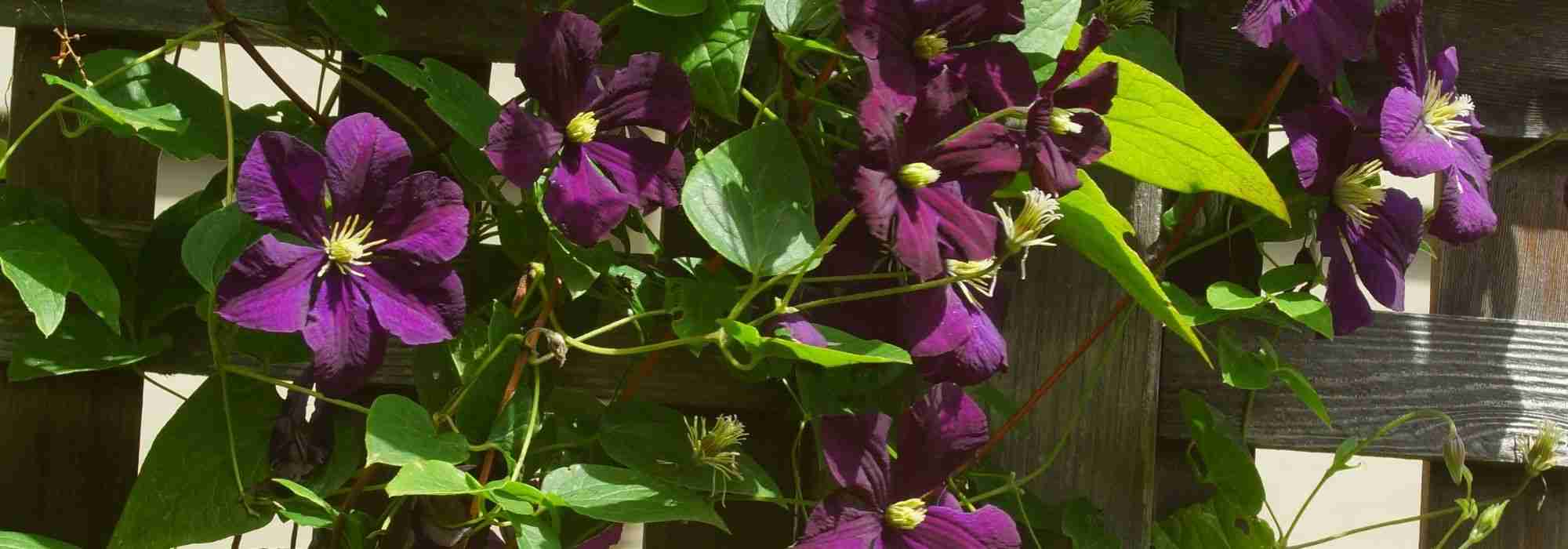 Planta trepadora: los diferentes sistemas de sujeción