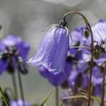 6 plantas cubresuelos de campanillas