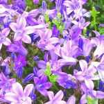 6 Campanillas de flores azul violeta