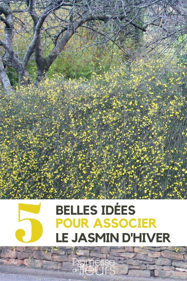 asociar el jazmín de invierno