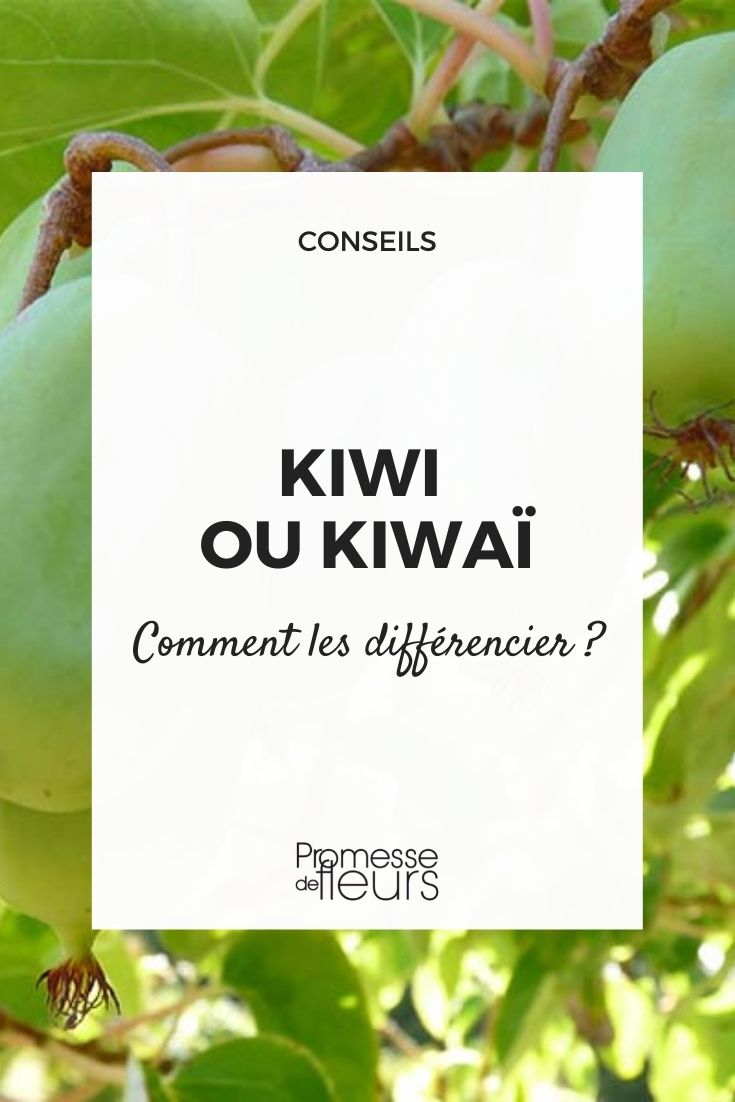 kiwi o kawai, diferenciarlos

El kiwi y el kawai son dos términos que, aunque suenan similares, se refieren a cosas completamente diferentes. Aquí te explicamos cómo distinguirlos:

**Kiwi:**
- **Planta y fruta:** El kiwi es una fruta originaria de China, conocida por su piel marrón y peluda y su pulpa verde brillante con pequeñas semillas negras. Es rica en vitamina C y tiene un sabor dulce y ligeramente ácido.
- **Ave:** También es el nombre de un ave no voladora originaria de Nueva Zelanda, conocida por su pequeño tamaño y su pico largo y delgado.

**Kawai:**
- **Cultura japonesa:** El término "kawai" es una abreviatura de "kawaii", que en japonés significa "lindo" o "adorable". Se refiere a una estética popular en Japón que incluye personajes, moda y objetos con un aspecto tierno y juvenil.
- **Expresión:** En el contexto de la cultura pop, "kawai" se utiliza para describir algo que es visualmente atractivo y encantador, como los personajes de anime o los productos de merchandising.

En resumen, mientras que el kiwi se refiere a una fruta o un ave, el kawai es un concepto estético relacionado con la cultura japonesa. ¡Ahora ya sabes cómo diferenciarlos!