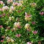 ¿Cómo hacer esquejes del Chèvrefeuille?