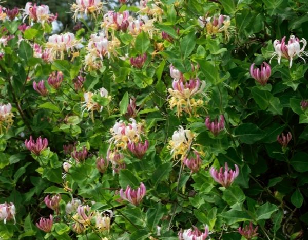 ¿Cómo hacer esquejes del Chèvrefeuille?