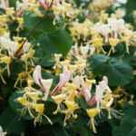 ¿Cómo podar un Chèvrefeuille?