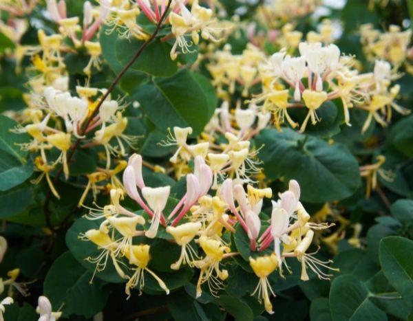 ¿Cómo podar un Chèvrefeuille?