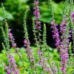 Plantar en zonas húmedas: un desafío a superar