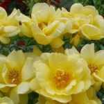 Los Décorosiers más bonitos