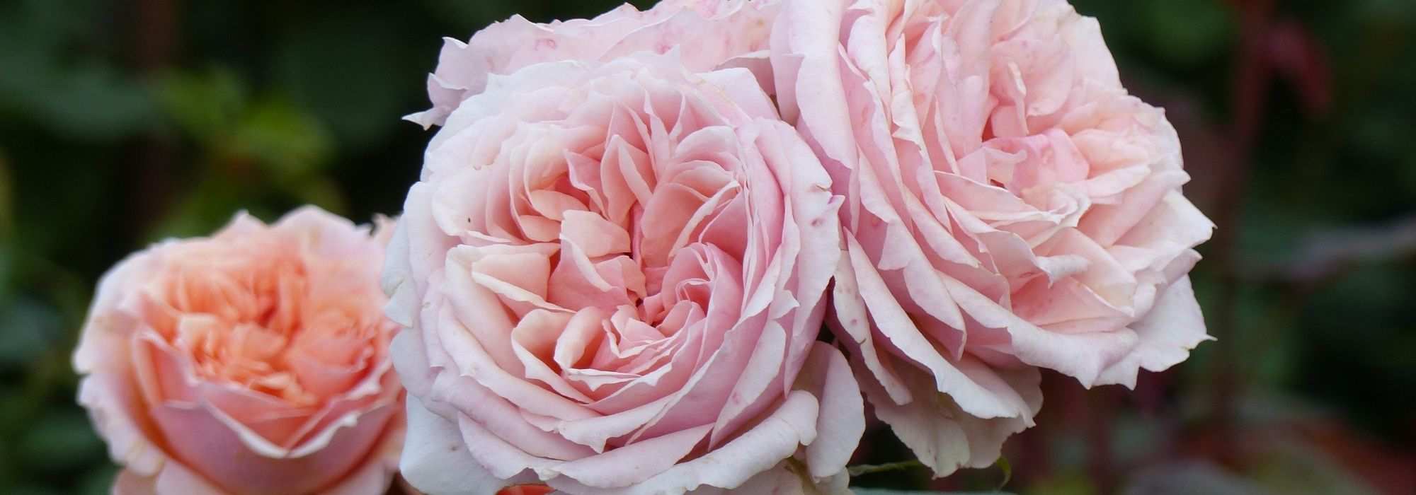 Los rosales Guillot más bellos