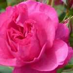 Los rosales Poulsen más bellos