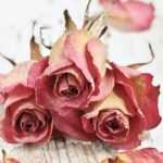 ¿Cómo secar rosas?